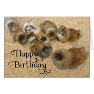 Pekingese Birthday Greeting Card