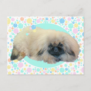 Pekingese Bubble Happiness Postcard