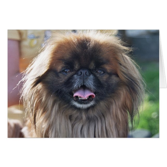 Pekingese card (Front Horizontal)