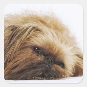 Pekingese dog, close up square sticker