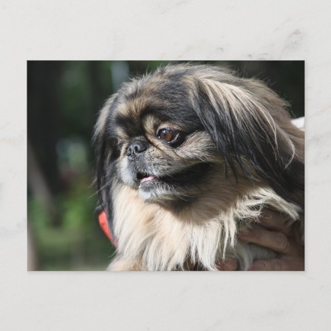 Pekingese dog postcard (Front)