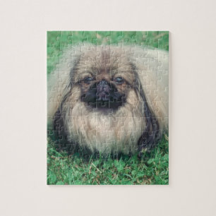 Pekingese Dog Puzzle