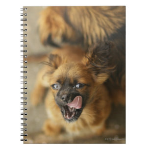 Pekingese Dogs Notebook