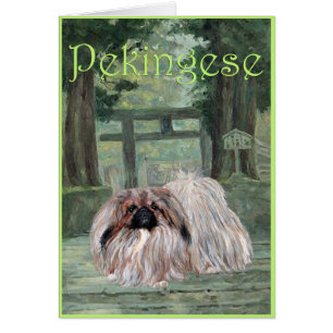 Pekingese Greeting Card