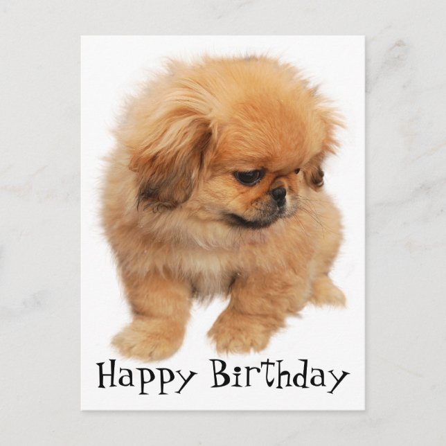 Pekingese Happy Birthday Puppy Dog Black Postcard (Front)