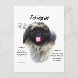 Pekingese History Design Postcard