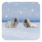 Pekingese in Winter
