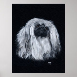 Pekingese Portrait in Black & White Poster