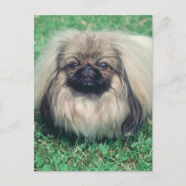 Pekingese Postcard (Front)