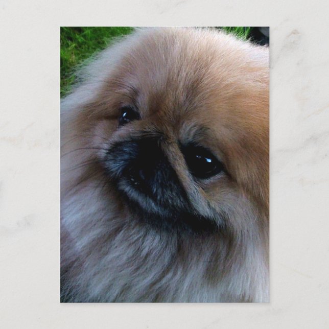 Pekingese Postcard (Front)