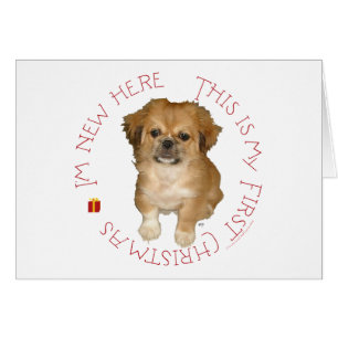 Pekingese Pup First Christmas
