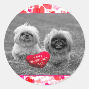 Pekingese Puppies wishing Happy Valentine's Day Classic Round Sticker