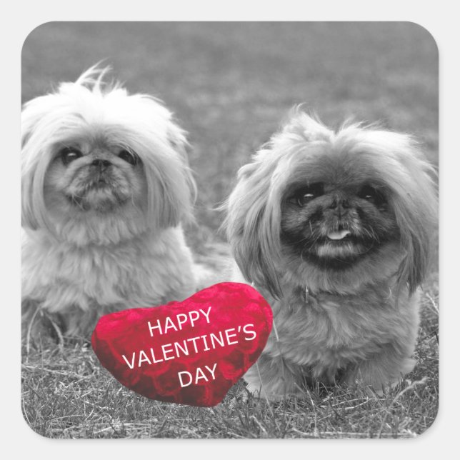 Pekingese Puppies wishing Happy Valentine's Day Square Sticker (Front)