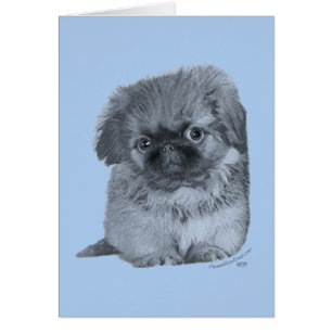 Pekingese Puppy Blue