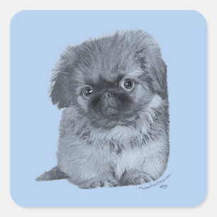 Pekingese Puppy Blue Square Sticker
