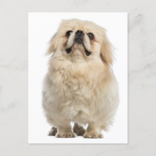Pekingese Puppy Dog Post Card