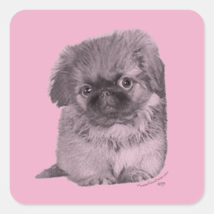 Pekingese Puppy on Pink Square Sticker