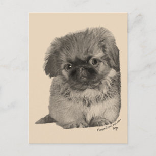 Pekingese Puppy Postcard