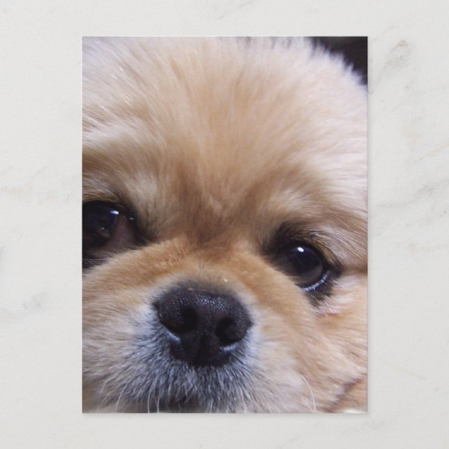 Pekingese Puppy Postcard (Front)