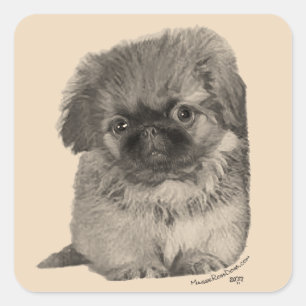 Pekingese Puppy Square Sticker