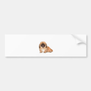 Pekingese (red , black mask #1) bumper sticker