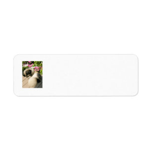 Pekingese Return Address Labels