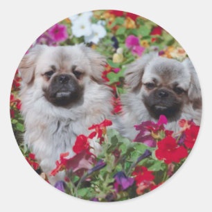 Pekingese Stickers