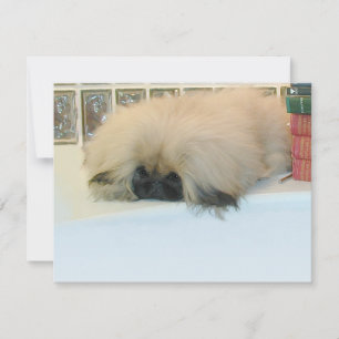 Pekingese Thinking Big