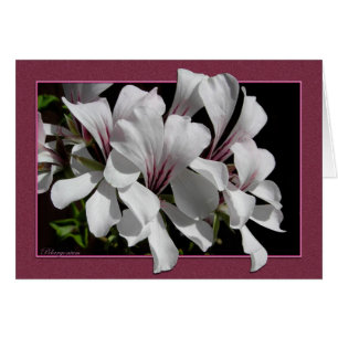 Pelargonium