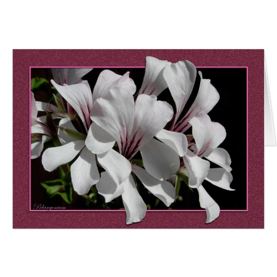 Pelargonium Card