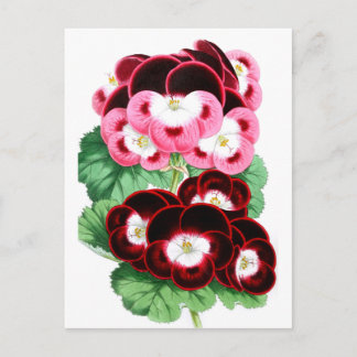 Pelargoniums Postcard