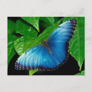 Peleides Blue Morpho (Morpho peleides) Postcard