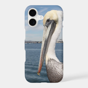 Pelican