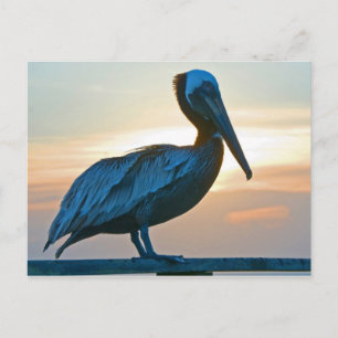 Pelican Alone/ Post Card