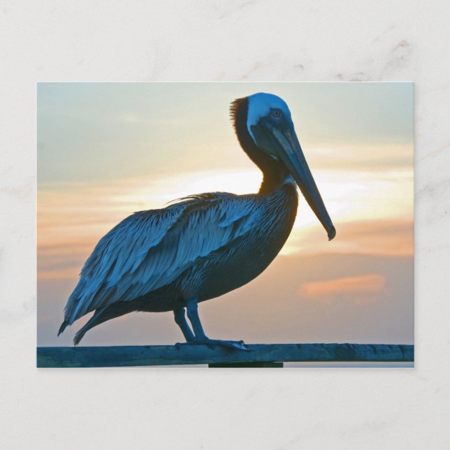 Pelican Alone/ Post Card (Front)