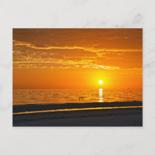 Pelican at Orange Florida Sunset Postcard