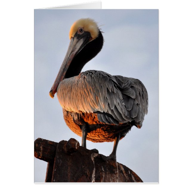 pelican at sunset (Front)