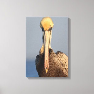 Pelican Attitude Canvas Print
