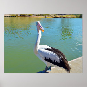 Pelican Back Chat, Wall Poster