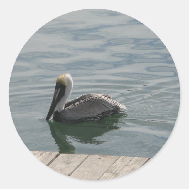 Pelican Bird Swimming on the Water Photograph Classic Round Sticker (Front)