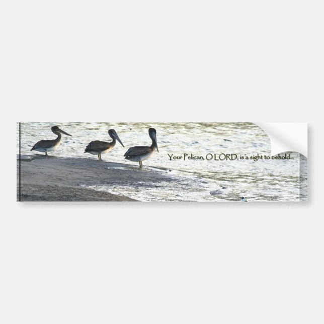 Pelican Birds Wildlife Animals Bumper Sticker (Front)
