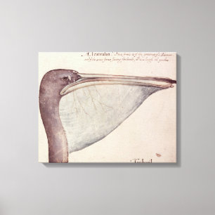 Pelican, c.1590 canvas print