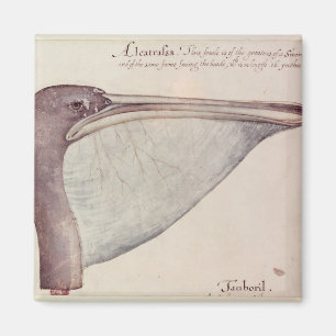 Pelican, c.1590 magnet