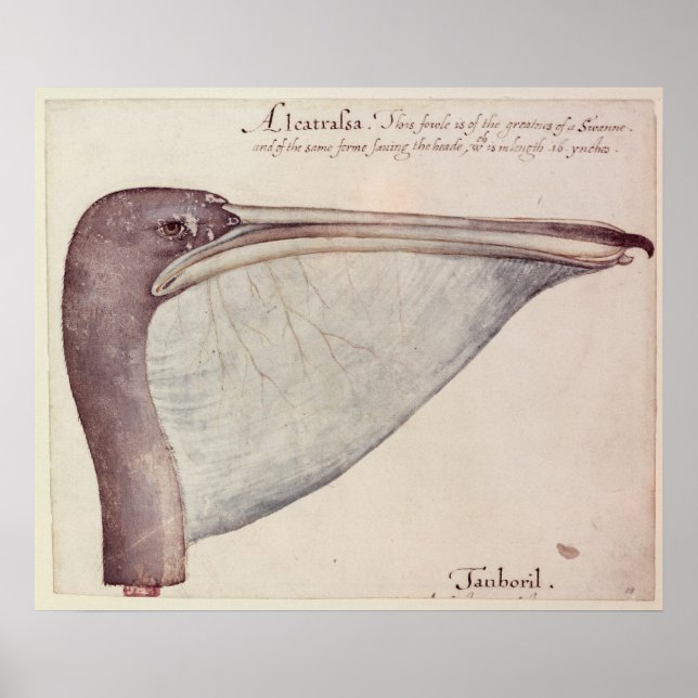 Pelican, c.1590 poster (Front)