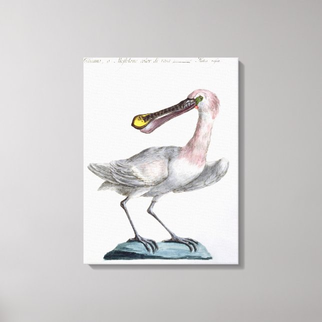 Pelican, c.1767-76 (hand coloured engraving) canvas print (Front)