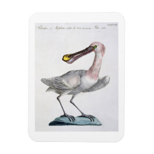 Pelican, c.1767-76 (hand coloured engraving) magnet