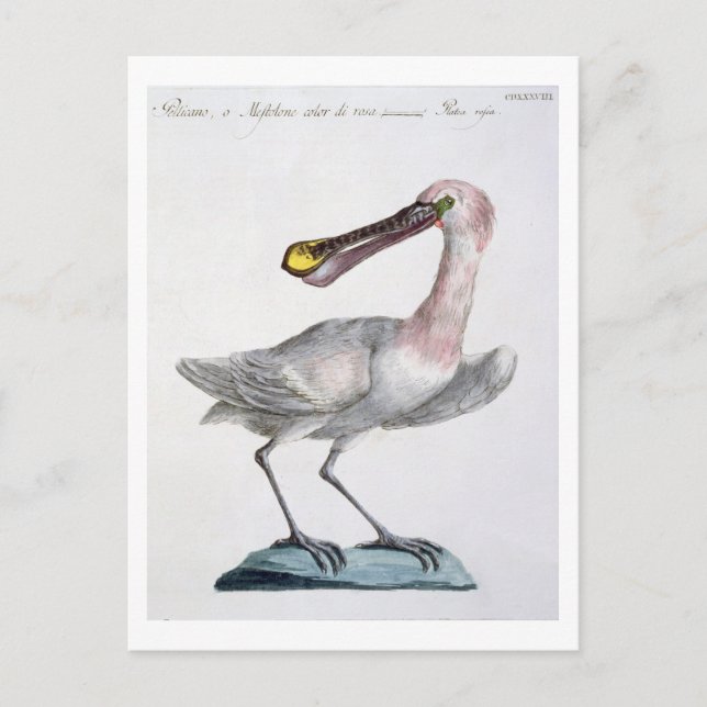 Pelican, c.1767-76 (hand coloured engraving) postcard (Front)