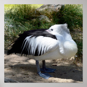 Pelican Cat Naps, Wall Poster