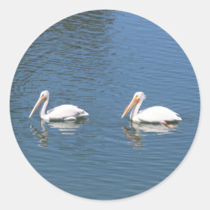 pelican couple swimming sticker