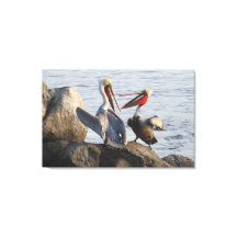 Pelican Discussions - or was it a Joke? 